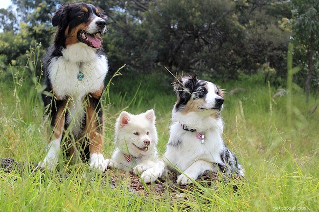 Top 5 U.S. Hiking Trails Perfect for Your Dog