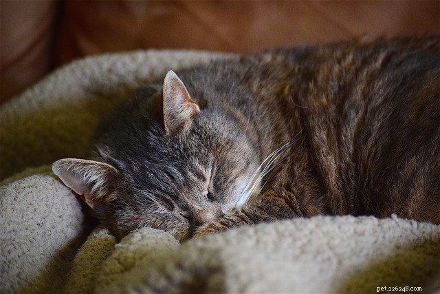 Back‑to‑School Reset: 4 Expert Tips to Re‑Sync Your Pet’s Routine