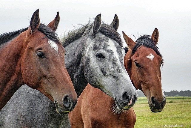 Top 5 Celebrities Championing Animal Welfare Today