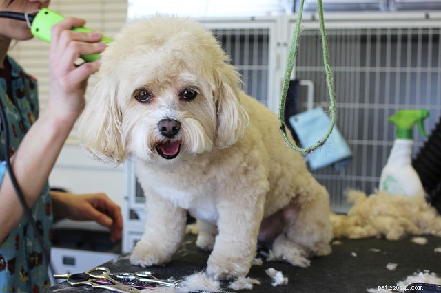 Back‑to‑School Reset: 4 Expert Tips to Re‑Sync Your Pet’s Routine