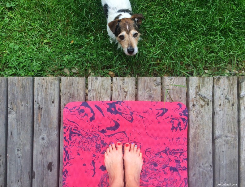 Discover Doga: The Growing Yoga Trend for Dogs and Their Owners