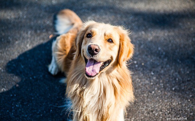 Discover Doga: The Growing Yoga Trend for Dogs and Their Owners