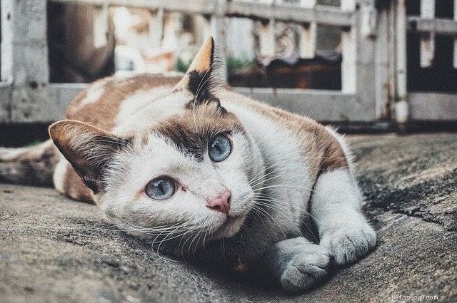 Pet Allergies Explained: Signs, Causes, and Care Tips