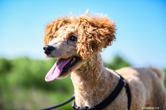 Pet Allergies Explained: Signs, Causes, and Care Tips