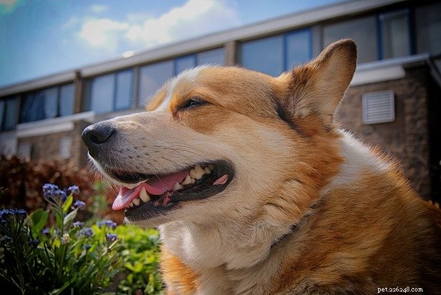 Pet Allergies Explained: Signs, Causes, and Care Tips
