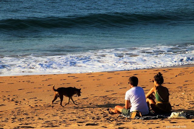 Spring Break s Best U.S. Dog-Friendly Beaches