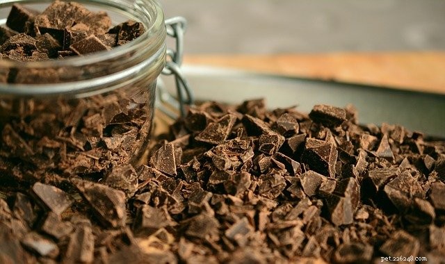 Dangerous Human Foods Your Pet Must Avoid