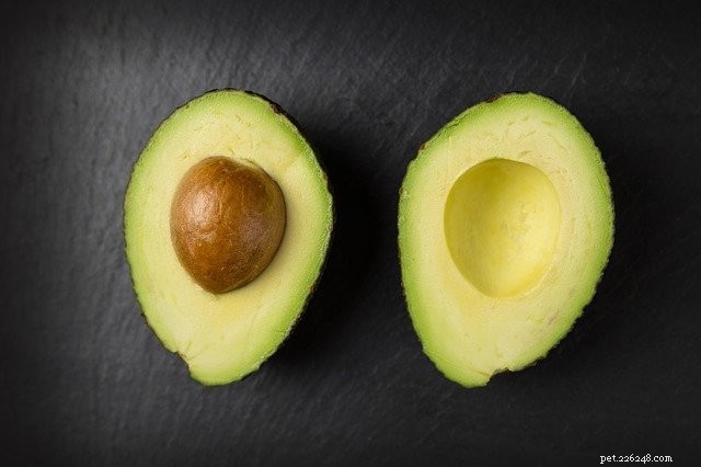 Dangerous Human Foods Your Pet Must Avoid