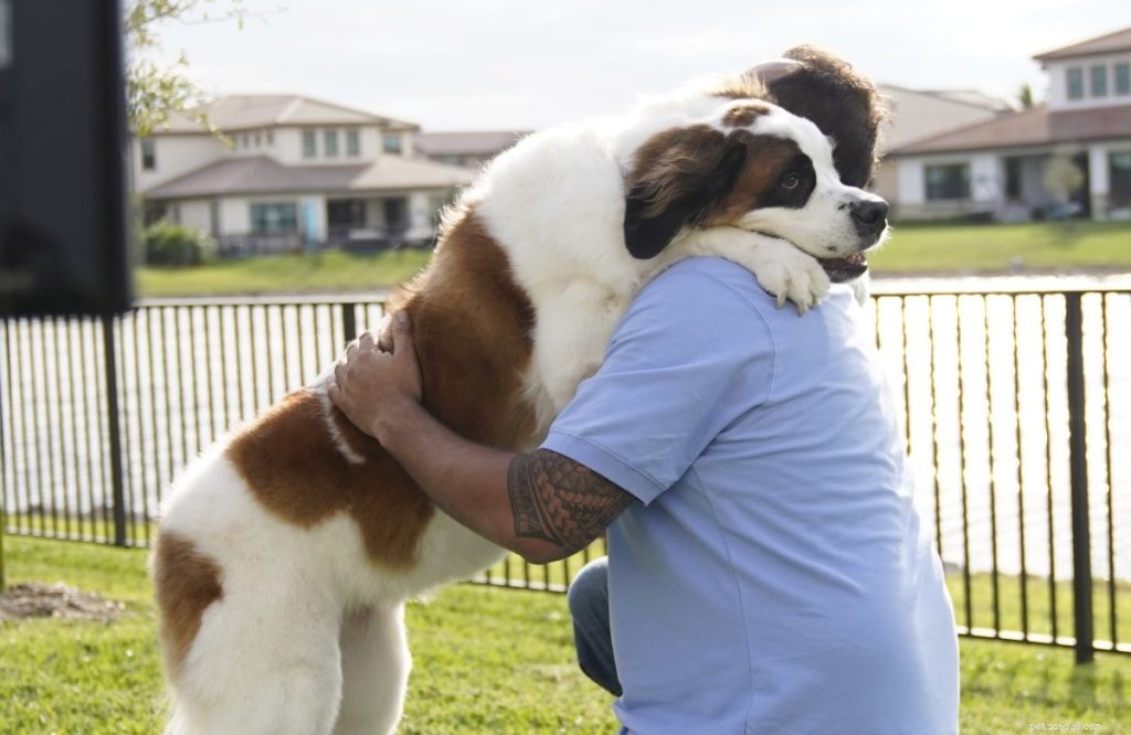 Meet Booba: The 130‑lb St. Bernard Who Became Freshpet’s New TV Star