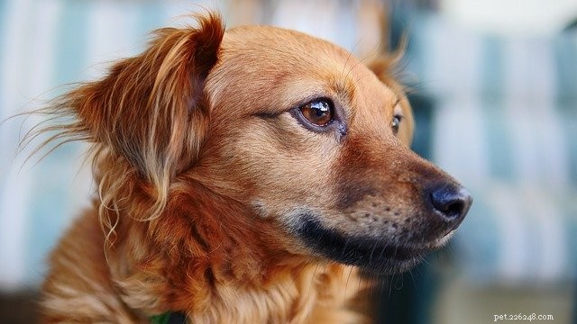 Dangerous Human Foods Your Pet Must Avoid