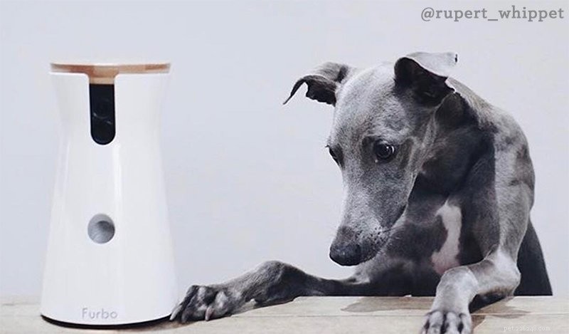 Top 6 Trusted Pet Cameras for Watching Your Dog or Cat From Anywhere
