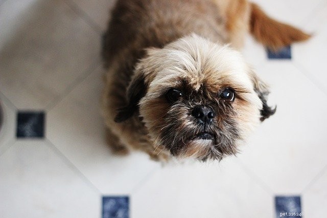 Top 6 Trusted Pet Cameras for Watching Your Dog or Cat From Anywhere