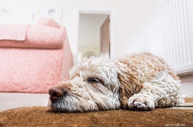 Top 6 Trusted Pet Cameras for Watching Your Dog or Cat From Anywhere