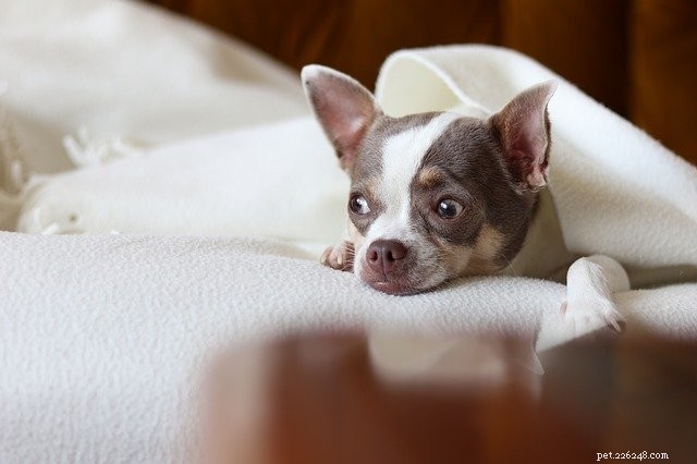 Welcoming a New Pet: A Guide to Smooth Introductions for All Family Members
