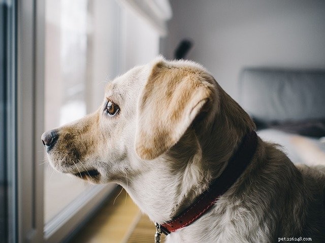 Welcoming a New Pet: A Guide to Smooth Introductions for All Family Members