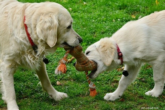 Welcoming a New Pet: A Guide to Smooth Introductions for All Family Members
