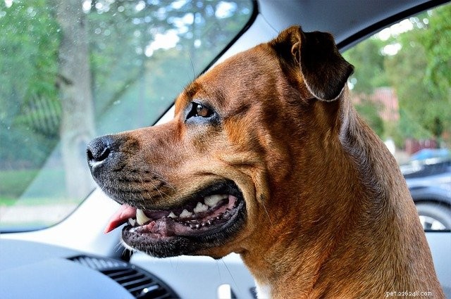 Veterinarian Insights: Top Questions About Your Pet’s Teeth Answered