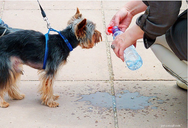 Six Expert Tips for Safe and Stress‑Free Travel with Your Pet