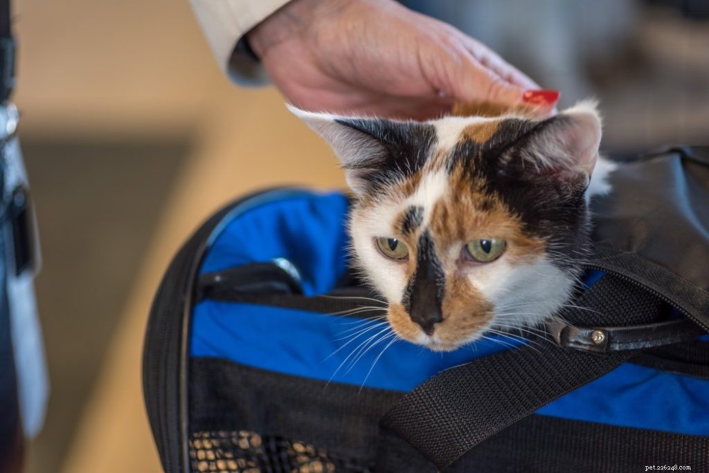 Six Expert Tips for Safe and Stress‑Free Travel with Your Pet