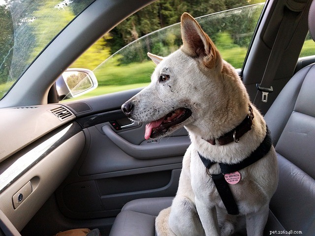 Six Expert Tips for Safe and Stress‑Free Travel with Your Pet