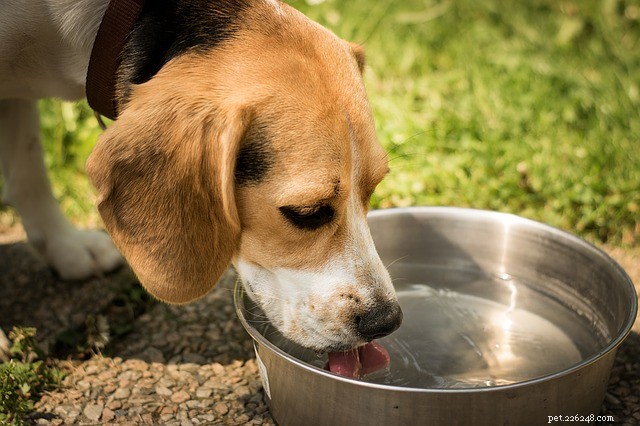Six Expert Tips for Safe and Stress‑Free Travel with Your Pet