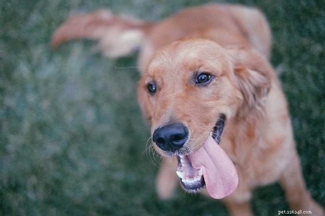 How to Successfully Co‑Parent Dogs and Cats: 7 Proven Strategies