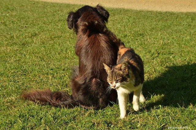 How to Successfully Co‑Parent Dogs and Cats: 7 Proven Strategies