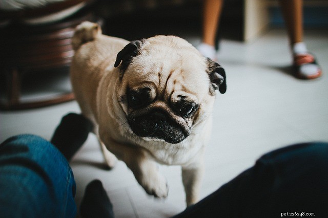 6 Indoor Games & Activities to Keep Your Pup Engaged When It s Too Cold Outside
