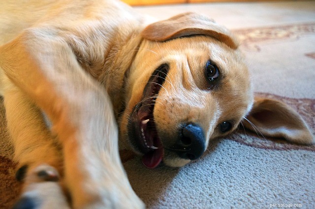 6 Indoor Games & Activities to Keep Your Pup Engaged When It s Too Cold Outside