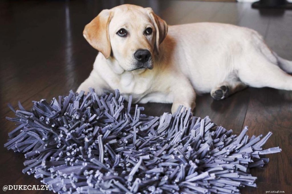 6 Indoor Games & Activities to Keep Your Pup Engaged When It s Too Cold Outside
