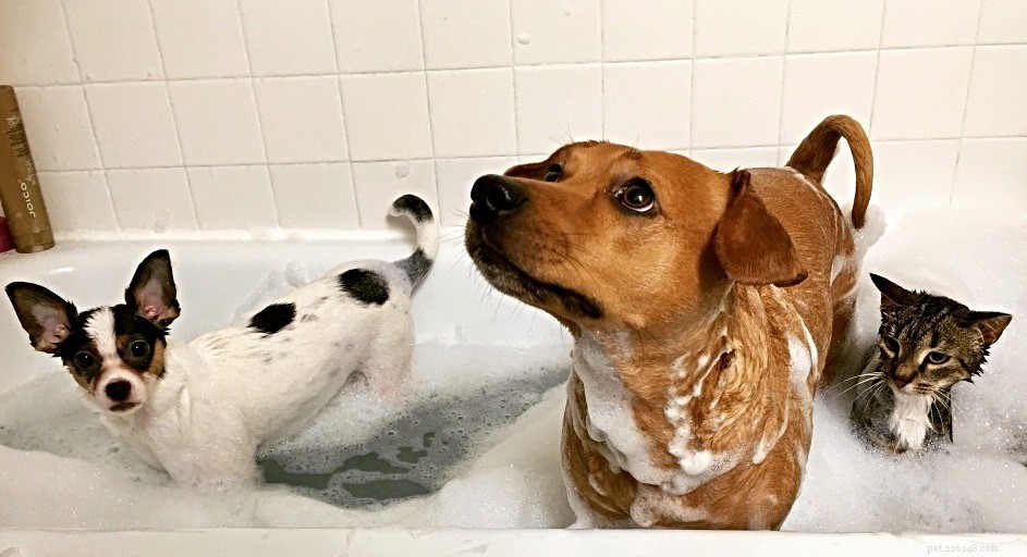 Top 5 Essential Tips to Protect Your Pets in Winter