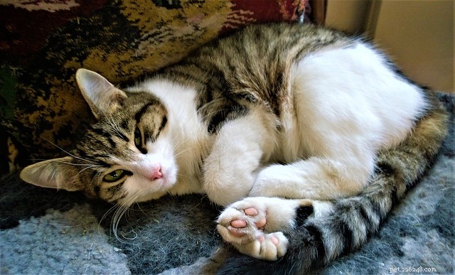 Top 5 Essential Tips to Protect Your Pets in Winter