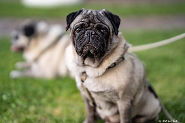 Back to (Puppy) School: How to Spot Training Needs in Your Dog