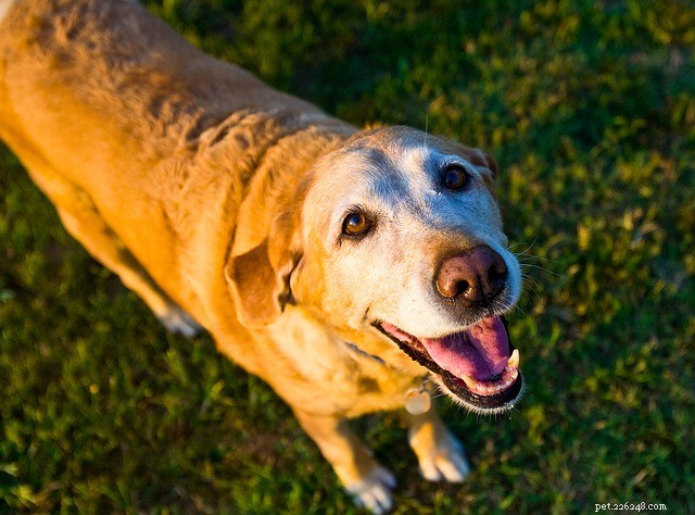 Back to (Puppy) School: How to Spot Training Needs in Your Dog