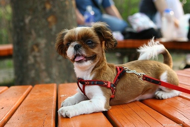 Top Dog-Friendly Cities for Your Summer Road Trip