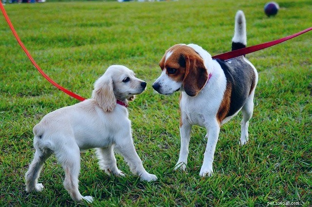 Top Dog-Friendly Cities for Your Summer Road Trip