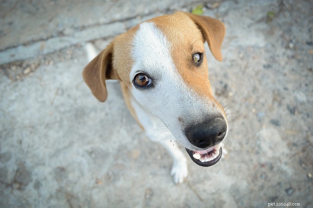 How to Know if the Heat Is Too Hot for Your Pet
