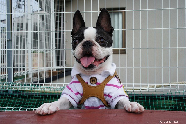 How to Know if the Heat Is Too Hot for Your Pet