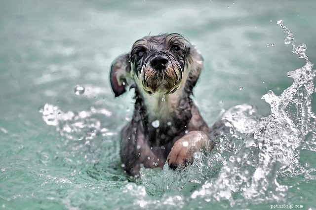 Dog Swimming Safety: Dos & Don’ts for a Fun & Secure Swim
