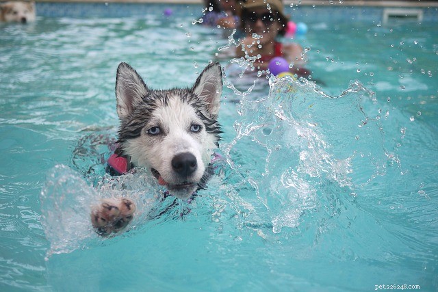Dog Swimming Safety: Dos & Don’ts for a Fun & Secure Swim