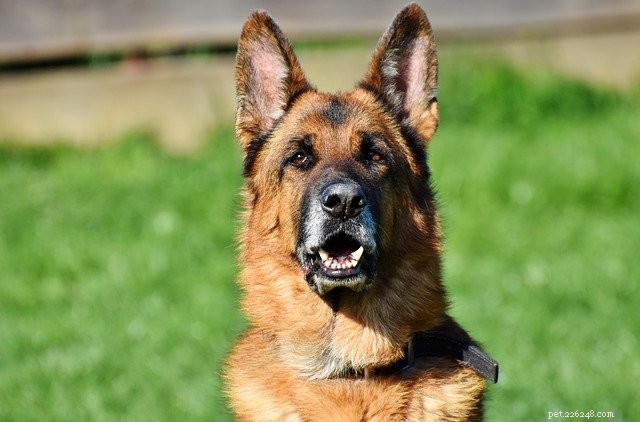 Selecting the Perfect Pet Trainer: A Professional Guide