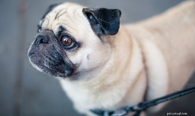 Selecting the Perfect Pet Trainer: A Professional Guide
