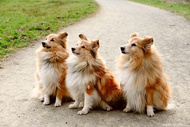 Selecting the Perfect Pet Trainer: A Professional Guide