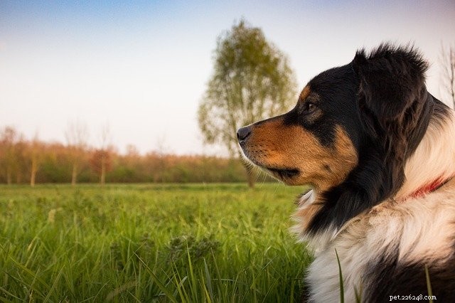 Selecting the Perfect Pet Trainer: A Professional Guide