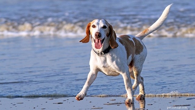 5 Must‑Try Summer Activities for You and Your Dog