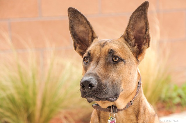 Safeguarding Your Pet: Expert Tips for Weather-Related Emergency Preparedness
