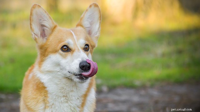 5 Must‑Try Summer Activities for You and Your Dog