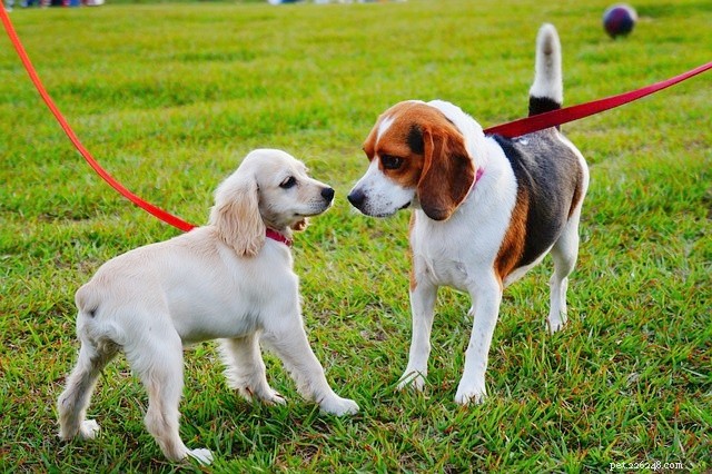 5 Must‑Try Summer Activities for You and Your Dog