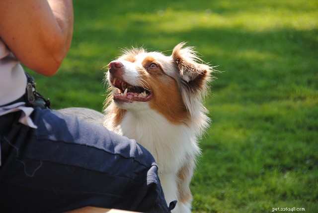 Safeguarding Your Pet: Expert Tips for Weather-Related Emergency Preparedness