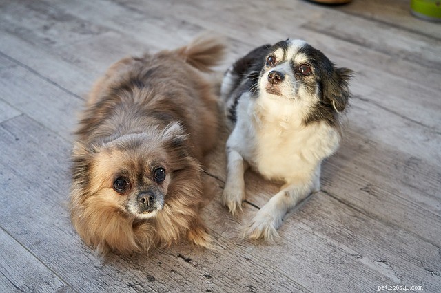 Safeguarding Your Pet: Expert Tips for Weather-Related Emergency Preparedness